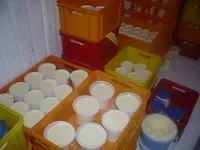 محصولات ماست بندی